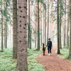 GIFT CARD UNFORGETTABLE ALPACA EXPERIENCE