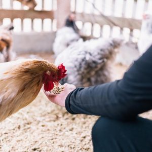 GIFT CARD LIFE IN THE ANIMAL ABODE